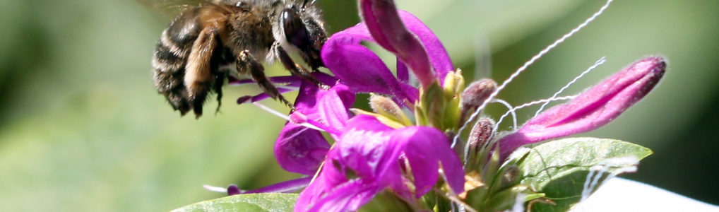 Pollination ecology