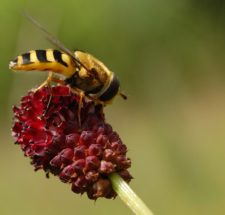 Hoverfly on Sanguisorba officinalis. © S. Delabye 